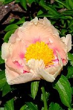 АБРИКОСЫ  <br>  ЦВЕТА  БЕЖ - Гибрид.