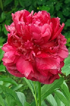 ЧЕ  ГЕВАРА - сорт собственной селекции