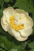 ПРАЛИНЕ - гибрид собственной селекции