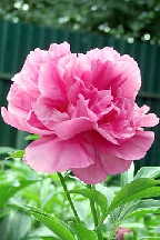 АЛЫЕ  ПАРУСА