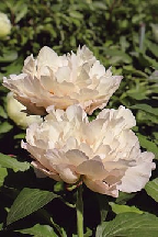 ПРИЮТ  БЛАЖЕНСТВА - гибрид собственной селекции