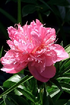 ПТИЦА  СИРИН - сорт собственной селекции