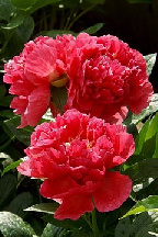 ПЫЛАЮЩИЙ  ИЮНЬ - гибрид собственной селекции