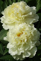 АНАНАСЫ  В  ШАМПАНСКОМ - Гибрид. 