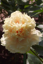 РАХАТ-ЛУКУМ - гибрид собственной селекции