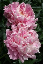 АРОМАТЕРАПИЯ