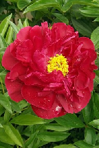 БОЯРИН - сорт собственной селекции