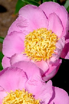 БАБУШКИН  ЧАК-ЧАК