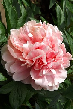 РУБИНОВЫЙ  ТАЛИСМАН  - гибрид собственной селекции