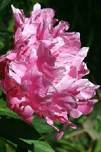 сеянец 110.25