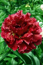 БАГРЯНОРОДНЫЙ