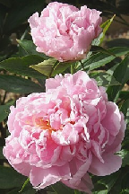 сеянец 116.25