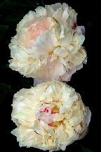 БЕЛАЯ  РУСЬ