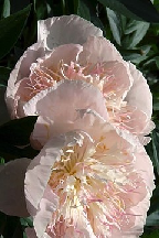 СЕВЕРНОЕ  СИЯНИЕ - сорт собственной селекции