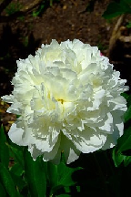 ВЗБИТЫЕ <br> СЛИВКИ - сорт собственной селекции