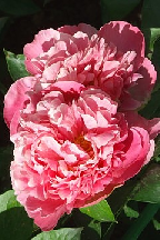 СЕРЕНАДА - гибрид собственной селекции