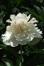 СИВЕРКО - сорт собственной селекции