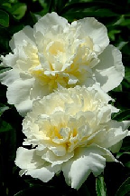 В  БУХАРЕ  ЖАРА