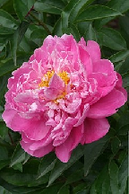 ГАВРОШ - сорт собственной селекции