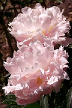 ВАЛДАЙСКИЙ  КОЛОКОЛЬЧИК