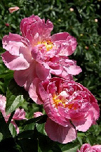 КНЯЗЬ  ГВИДОН