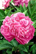 ВАРВАРИНО  ВАРЕНЬЕ