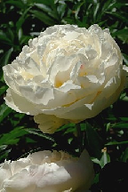 КОКОСОВЫЙ  РАЙ