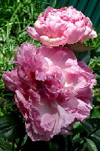 СИМФОНИЯ  ЦВЕТА - сорт собственной селекции