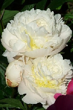 ВАЦЛАВ  НИЖИНСКИЙ