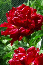 ГАЙДАМАК - сорт собственной селекции