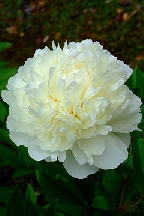 ВЗБИТЫЕ <br> СЛИВКИ