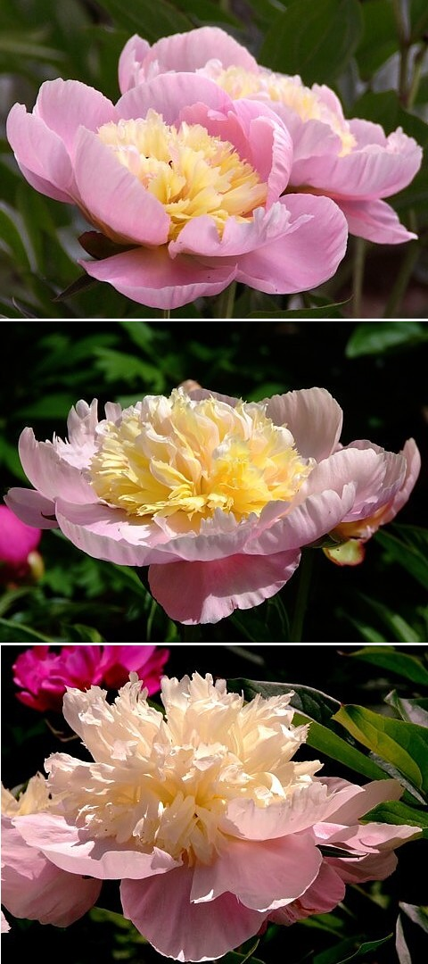 ПИЖОН - сорт собственной селекции