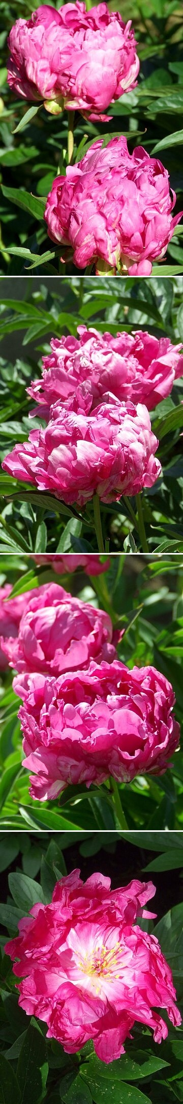 ИМПРЕССИОНИСТ - сорт собственной селекции