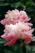 ГОСТЬ  ИЗ  РАЯ - гибрид собственной селекции