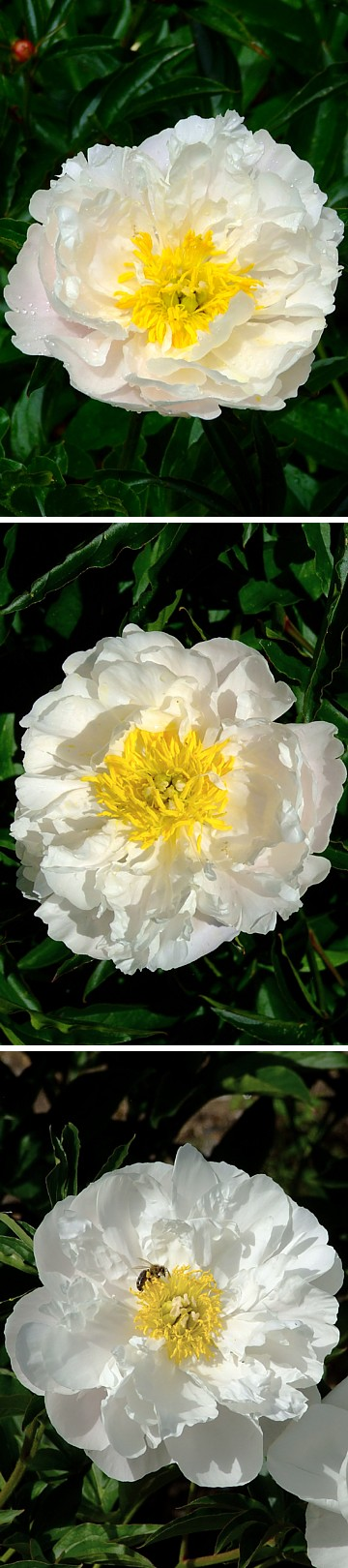 МОРОЗ  И  СОЛНЦЕ - сорт собственной селекции