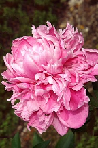 ТЕМ,  КОГО  ПОМНИМ - сорт собственной селекции