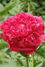 ТИМУР - сорт собственной селекции