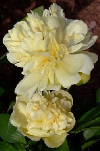 ДУША  ЯНТАРЯ - гибрид собственной селекции