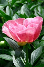 ТОПОЛЕК В КРАСНОЙ КОСЫНКЕ - гибрид собственной селекции