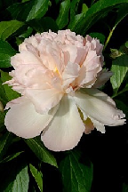 ДУШЕЧКА - гибрид собственной селекции