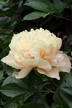 УВЕРТЮРА - гибрид собственной селекции