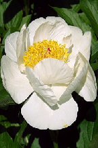 ГАНЧ - Гибрид.