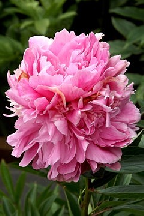 УЛЫБКА  ПРИРОДЫ - сорт собственной селекции