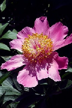 ФЕЙЕРВЕРК - гибрид собственной селекции