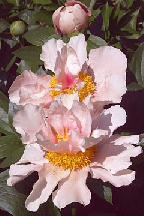 ЗВЕЗДОЧЕТ - гибрид собственной селекции