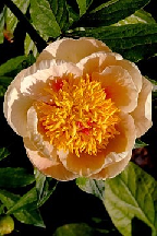 ЗАЗНАЙКА - гибрид собственной селекции