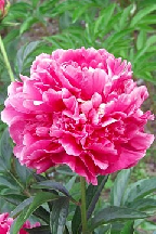 КАЛИНКА- МАЛИНКА - сорт собственной селекции