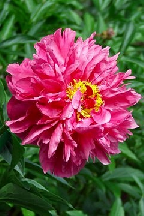 ХИППИ - сорт собственной селекции