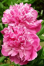 КАЛИПСО - сорт собственной селекции