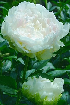 ИЗУМРУДНЫЙ  ГОРОД - сорт собственной селекции